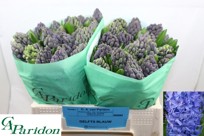 <h4>HYAC DELFT BLUE</h4>