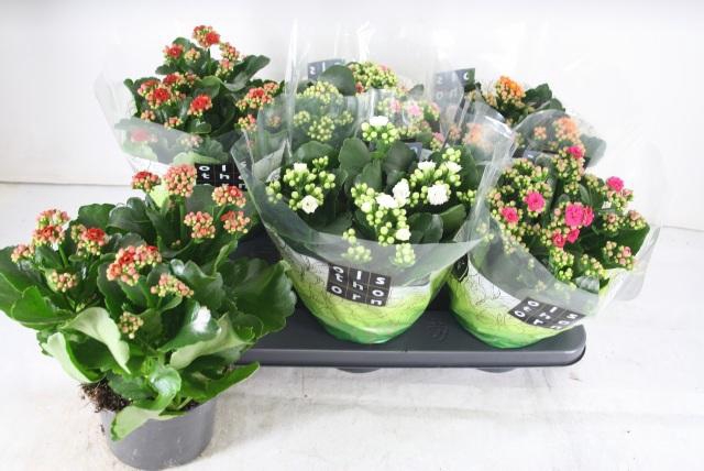 <h4>Kal Ge Gem 5 Kl</h4>