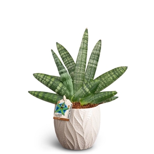 SANSEVIERIA BONCELLENSIS P10