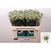 Astrantia Wit Billion Stars
