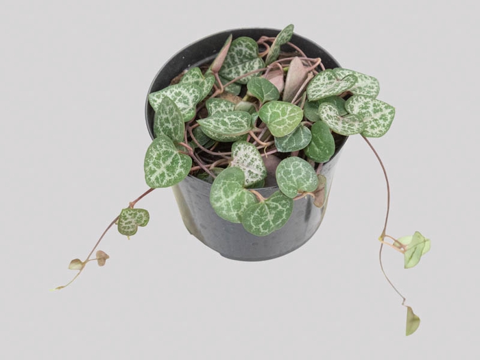 <h4>CEROPEGIA P09</h4>