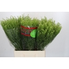 Lepidium Green Dragon