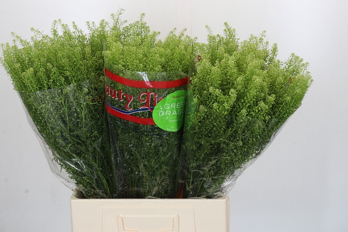 Lepidium Green Dragon