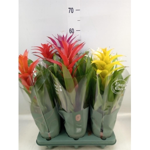 Guzmania   ...mix