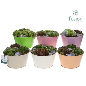 Schaal zink div. kleuren met Sempervivum