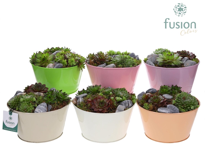 <h4>Schaal zink div. kleuren met Sempervivum</h4>