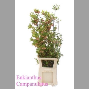 Enkianthus Campanulatus Extra