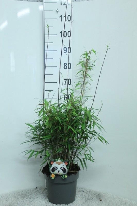 Fargesia Rufa
