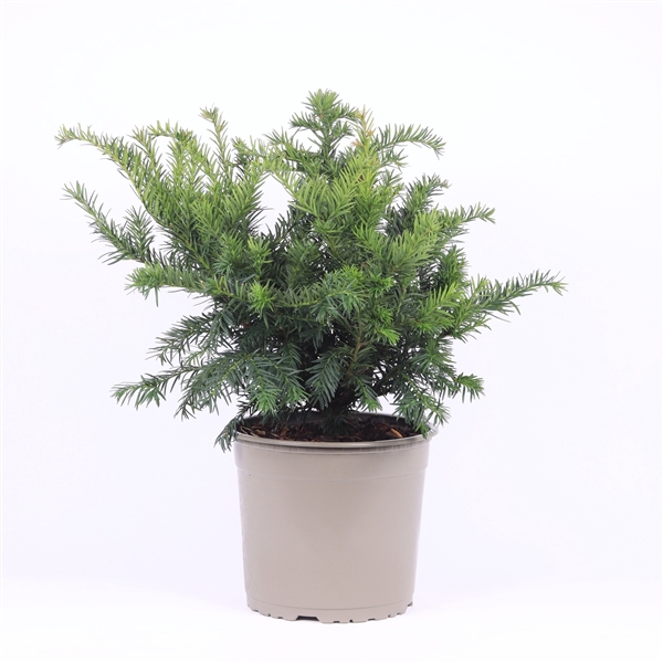 Taxus baccata 'Repandens'