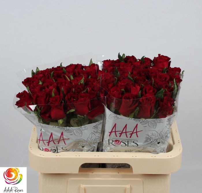 <h4>R GR EVER RED</h4>