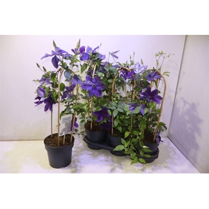 arr8 Clem Garland Ov Blauw