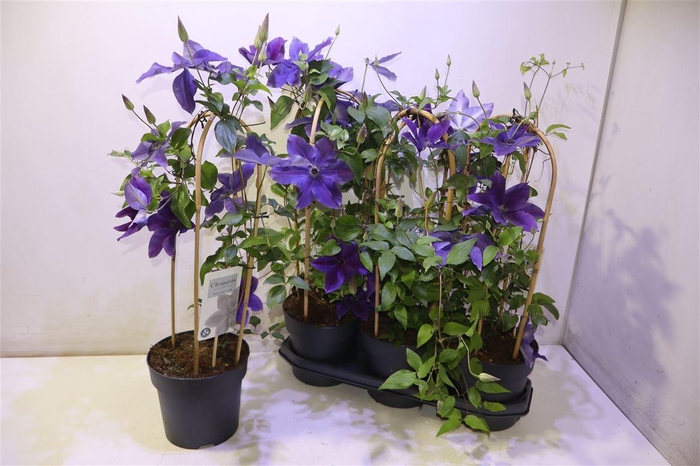 <h4>arr8 Clem Garland Ov Blauw</h4>