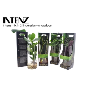 Intenz mix in Cylinder glas + Showdoos - levertijd: 24 uur