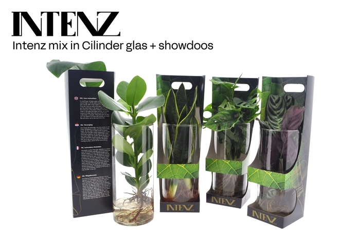 <h4>Intenz mix in Cylinder glas + Showdoos - levertijd: 24 uur</h4>