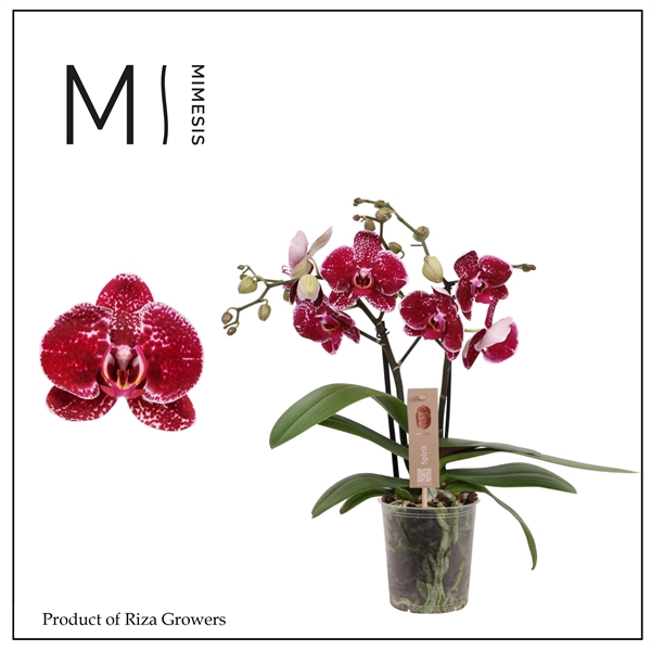 <h4>Mimesis Phal. Spirit Red - 2 spike 12cm</h4>