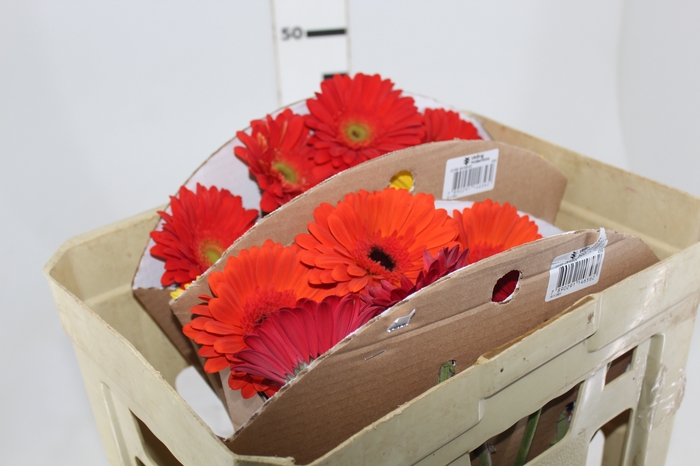 <h4>GERBERA VARIADA >10 CM DIAM >050 CM VARIADO</h4>