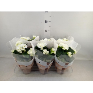 Begonia elat. HL 'Clara'