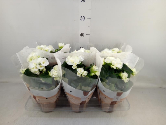 <h4>Begonia elat. HL 'Clara'</h4>