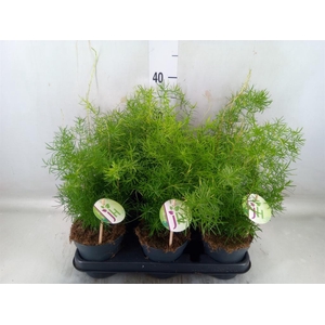 Asparagus dens. 'Sprengeri'