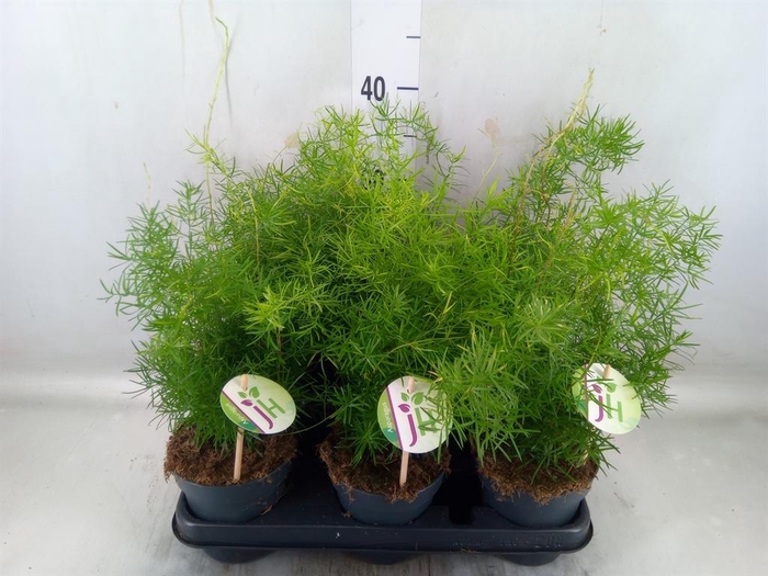 <h4>Asparagus dens. 'Sprengeri'</h4>