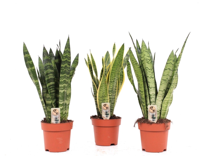 <h4>Sansevieria P17 2-3 soorten mix</h4>