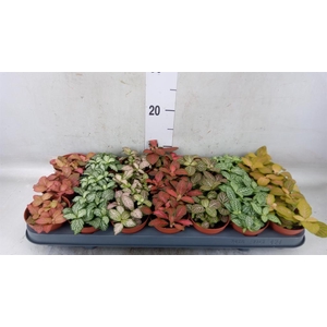 Fittonia   ...mix 7