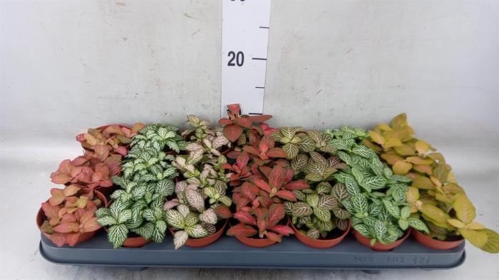 <h4>Fittonia   ...mix 7</h4>