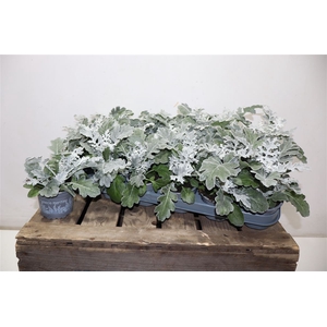 arr8 Senecio Cineraria