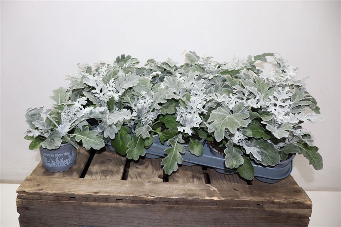 <h4>arr8 Senecio Cineraria</h4>