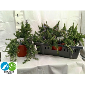 ROSMARIN OF PROSTRAT