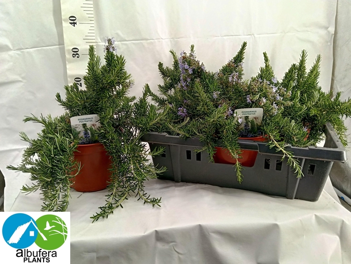 <h4>ROSMARIN OF PROSTRAT</h4>