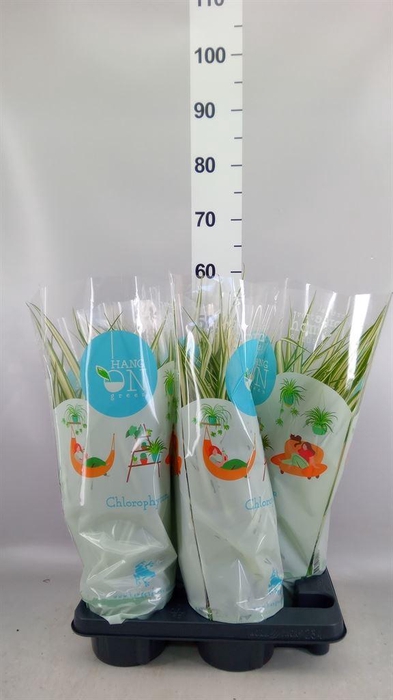 <h4>Chlorophytum com. 'Vittatum'</h4>