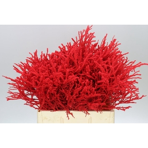 Vac Huck Flocked Red