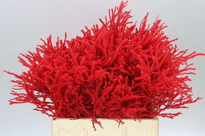 <h4>Vac Huck Flocked Red</h4>