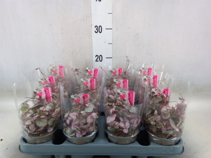 <h4>Ceropegia woodii 'Variegata'</h4>