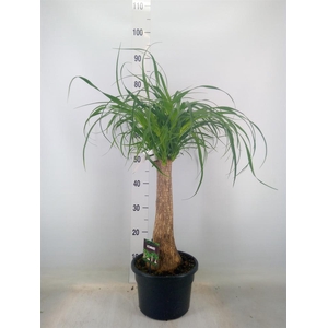 Beaucarnea recurvata