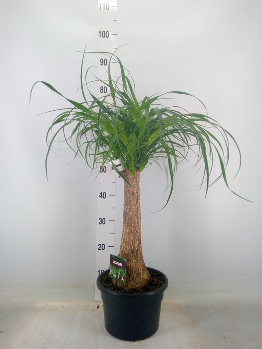 <h4>Beaucarnea recurvata</h4>
