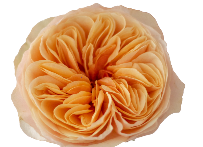 <h4>Rosa Ec Garden Tip Top</h4>