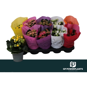 KAL GE PERF GEM 6 KL