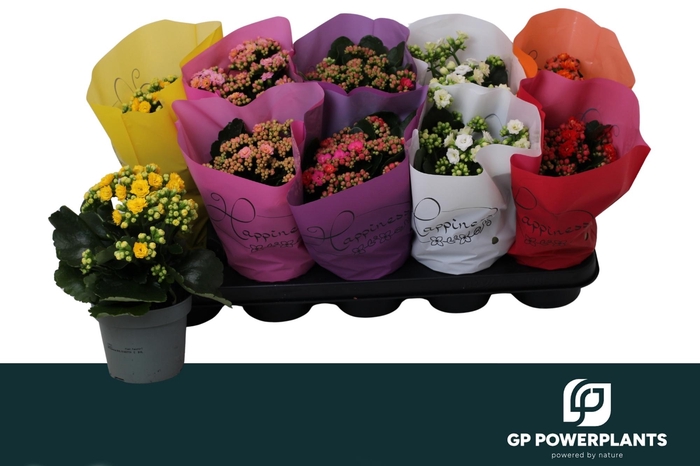 <h4>KAL GE PERF GEM 6 KL</h4>