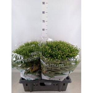 Chrysanthemum  'Jasoda'  ..mix