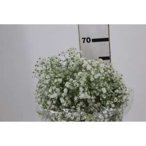 GYPSOPHILA DYNAMIC LOVE 070 CM MIN 250 GRAMAS