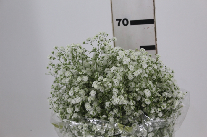 <h4>GYPSOPHILA DYNAMIC LOVE 070 CM MIN 250 GRAMAS</h4>