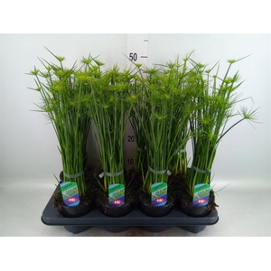 Cyperus haspan