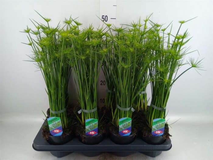 <h4>Cyperus haspan</h4>
