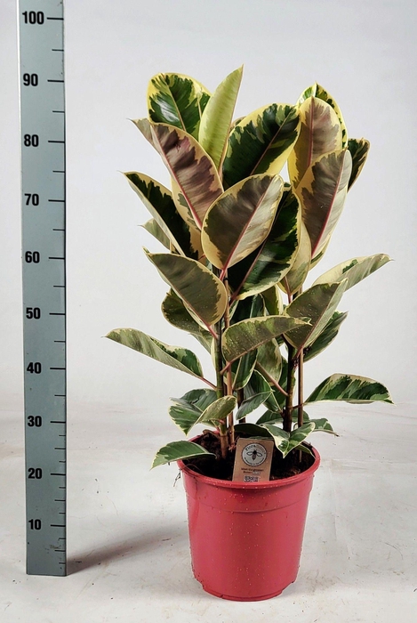 <h4>FIC EL TINEKE</h4>