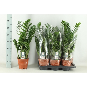 ZAMIO ZAMIIFOLIA