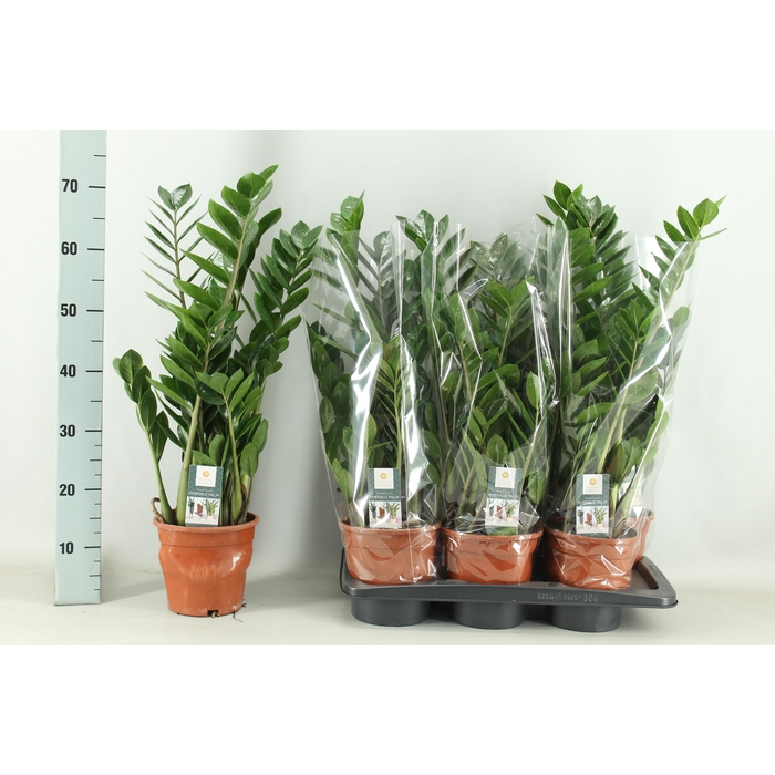 <h4>ZAMIO ZAMIIFOLIA</h4>