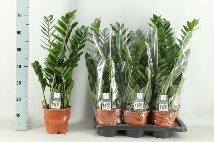 <h4>ZAMIO ZAMIIFOLIA</h4>