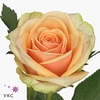 Rosa large alchemy